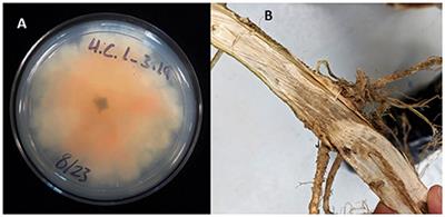 Diseases of Cannabis sativa Caused by Diverse Fusarium Species